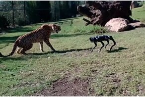 Гепард VS собака-робот