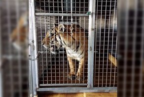 Живой мини-символ будущего года поселился в покоях принцессы Латифы
