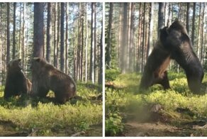 Яростная схватка медведей в финском лесу