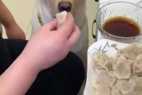 Пёс не ест пельмени без соуса