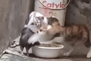 Непростые отношения  уличного кота и крысы