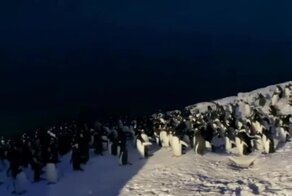 Подозрительное скопление пингвинов