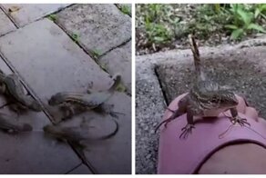 Во Флориде США появилась своя мать драконов или дракончиков