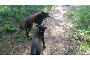 Замерли в ожидании команды хозяйки