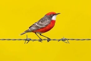 Удивительные пернатые из календаря BirdLife 2022