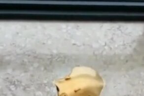 Свинминатор. Т-1000 одобряет