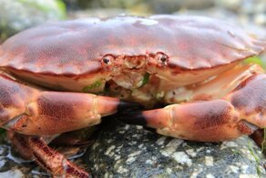 В Британии осьминогов и крабов признали разумными