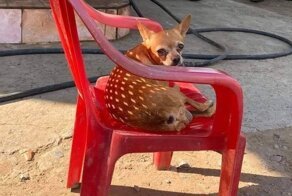 15 обычных вещей, которые отлично замаскировались