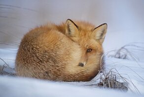 Почему лисице нелегко жить зимой: 10 особенностей рыжей хищницы