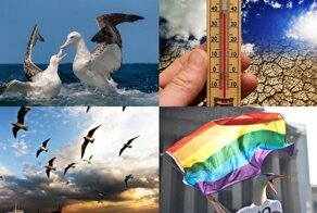 Превратности природы: глобальное потепление сделало альбатросов любителями бара «Голубая устрица»