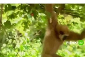 Озорной гиббон провоцирует тигрят