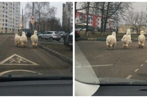 Три, четыре, пять - вышли ламы погулять: в Серпухове сфотографировали семью лам, гулявших в одиночку по улицам города