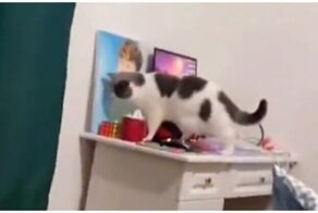 Аккуратный кот поправил игрушку, которую чуть не уронил