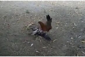 Курица не оставила  ястребу шансов на спасение