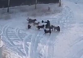 Жительница Якутии отбилась от стаи бродячих собак в одиночку