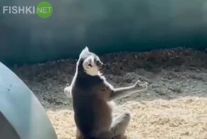 Лемур, который постиг дзен  