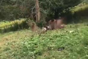 Лошади тоже любят развлекаться