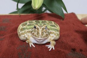 Мохнатые, склизкие и колючие - самые милые животные - блогеры