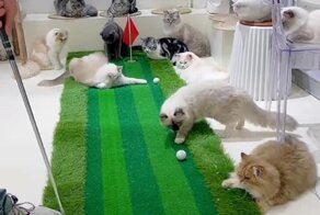 На страже лунки