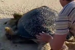 Спасение беззащитной морской черепахи