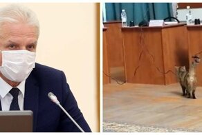 Обсуждение городского бюджета Пскова проинспектировал кот