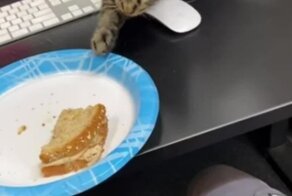 Кошка, которой нужно всё потрогать