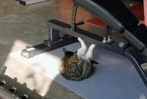 Прийти в форму к лету: кот решил накачать пресс 