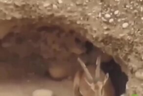 Многоэтажный козлятник