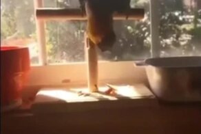 Не стоит рубить сук, на котором сидишь