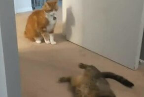 Кот с поставленным ударом