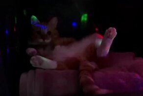 Закрытый клуб для элитных кисок 