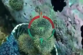  Собиратель морских ежей за работой