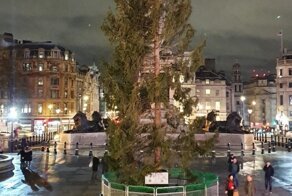 Елка злословия: над главной рождественской елью Лондона все смеются