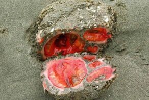 Что не так с этими помидорами?