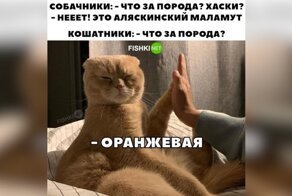 Минутка усатого юмора: о котейках и их двуногих питомцах