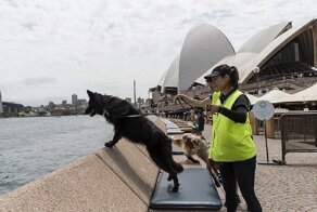 Австралийские собаки обогащаются на ловле чаек