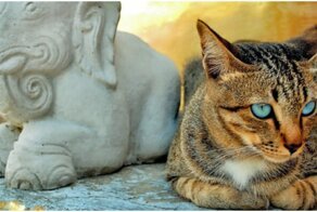 Почему вездесущих кошек практически нет в Индии
