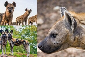 Хихикающие ублюдки способные менять пол: немного фактов о гиенах