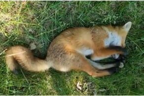 Спящий лисёнок в летнем лесу