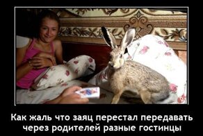 Демотиваторы: котики, девушки и работа