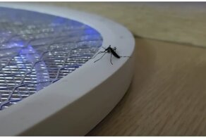 Непростой выбор комара