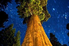 Секвойя: дерево-долгожитель с ранимой душой