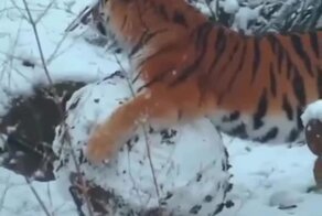 Тигр радуется снегу и лепит снеговика