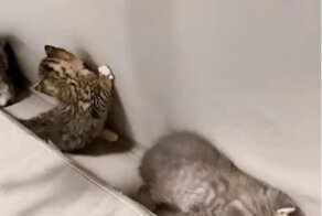 Тайное убежище в диване