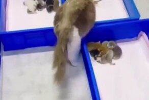 Состоявшаяся мать и кошачий детский сад