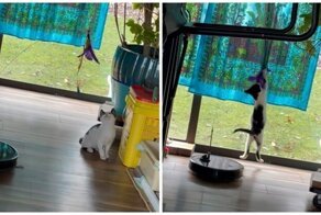 Котёнок пытается добраться до неуловимой игрушки на роботе-пылесосе