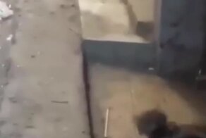 Столкнулся с кошачьим беспределом