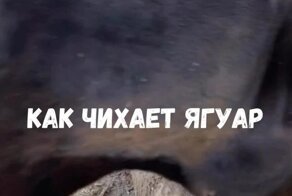 Как чихает ягуар