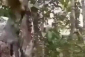 Пернатые мастера маскировки