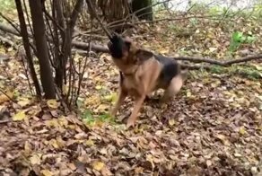 Собака, которая не привыкла отступать перед трудностями